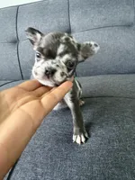 FENDI FLUFFY CARRIER AKC BLUE EYES 😍, a female French Bulldog for sale in Saint Louis, MO – 1 of 10