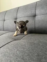 TANK FLUFFY CARRIER AKC 👑 , a male French Bulldog for sale in Saint Louis, MO – 4 of 10