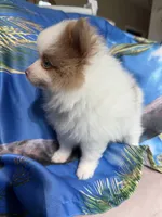 MILO (BLUE EYES) ❤️, a male Pomeranian for sale in Saint Louis, MO – 8 of 9
