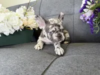 ACE FLUFFY CARRIER AKC BLUE EYES 👑 , a male French Bulldog for sale in Saint Louis, MO – 5 of 6