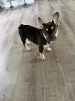 TANK FLUFFY CARRIER AKC 👑 , a male French Bulldog for sale in Saint Louis, MO – 5 of 8
