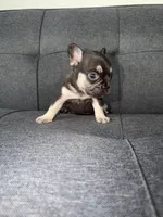 TANK FLUFFY CARRIER AKC 👑 , a male French Bulldog for sale in Saint Louis, MO – 6 of 10