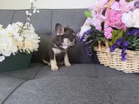 TANK FLUFFY CARRIER AKC 👑 , a male French Bulldog for sale in Saint Louis, MO – 4 of 6