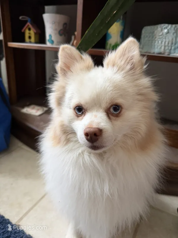 Burberry  – Pomeranian puppy for sale in Saint Louis, MO