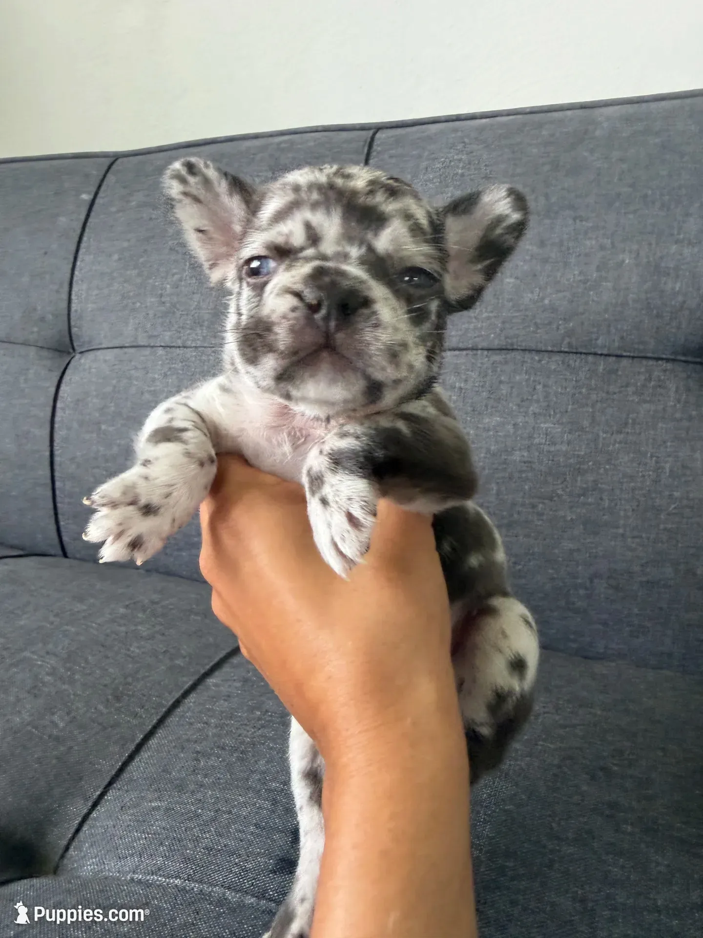 ACE FLUFFY CARRIER AKC BLUE EYES 👑 , a male French Bulldog for sale in Saint Louis, MO – 2 of 10