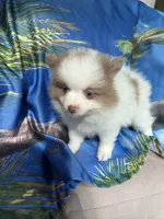 MILO (BLUE EYES) ❤️, a male Pomeranian for sale in Saint Louis, MO – 5 of 9
