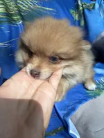 ZEUS (GREEN EYES)❤️, a male Pomeranian for sale in Saint Louis, MO – 10 of 10