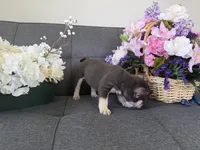 TANK FLUFFY CARRIER AKC 👑 , a male French Bulldog for sale in Saint Louis, MO – 2 of 6