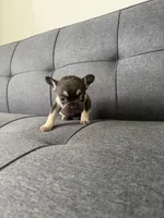 TANK FLUFFY CARRIER AKC 👑 , a male French Bulldog for sale in Saint Louis, MO – 5 of 10