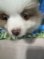 MILO (BLUE EYES) ❤️, a male Pomeranian for sale in Saint Louis, MO – 4 of 9