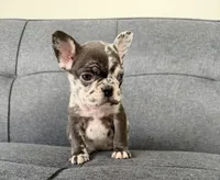 FENDI FLUFFY CARRIER AKC BLUE EYES 😍, a female French Bulldog for sale in Saint Louis, MO – 4 of 7
