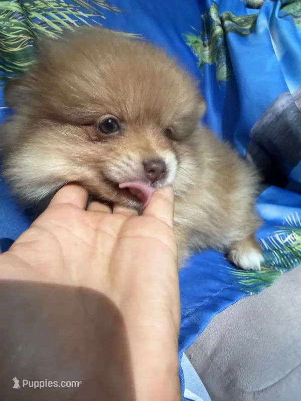 ZEUS (GREEN EYES)❤️ – Pomeranian puppy for sale in Saint Louis, MO