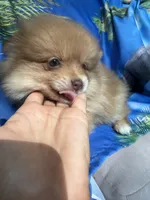 ZEUS (GREEN EYES)❤️, a male Pomeranian for sale in Saint Louis, MO – 2 of 10