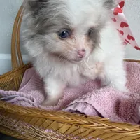 Nala, a female Pomeranian for sale in Saint Louis, MO – Photo 4 of 10