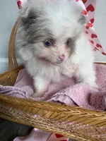 Nala, a female Pomeranian for sale in Saint Louis, MO – Photo 4 of 10