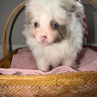 Nala, a female Pomeranian for sale in Saint Louis, MO – Photo 9 of 10