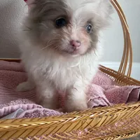 Nala, a female Pomeranian for sale in Saint Louis, MO – Photo 7 of 10