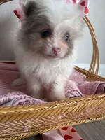 Nala, a female Pomeranian for sale in Saint Louis, MO – Photo 7 of 10