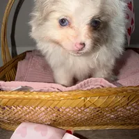 Nala, a female Pomeranian for sale in Saint Louis, MO – Photo 8 of 10