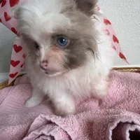 Nala, a female Pomeranian for sale in Saint Louis, MO – Photo 5 of 10