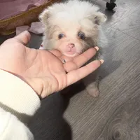 Nala, a female Pomeranian for sale in Saint Louis, MO – Photo 1 of 10