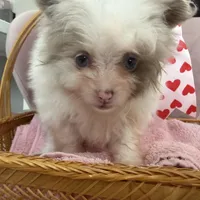 Nala, a female Pomeranian for sale in Saint Louis, MO – Photo 2 of 10