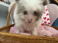 Nala, a female Pomeranian for sale in Saint Louis, MO – Photo 2 of 10