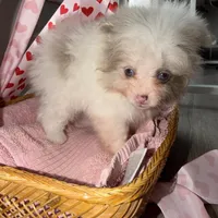 Nala, a female Pomeranian for sale in Saint Louis, MO – Photo 10 of 10