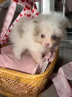 Nala, a female Pomeranian for sale in Saint Louis, MO – Photo 10 of 10