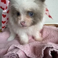 Nala, a female Pomeranian for sale in Saint Louis, MO – Photo 6 of 10