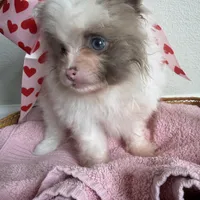 Nala, a female Pomeranian for sale in Saint Louis, MO – Photo 3 of 10