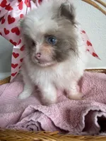 Nala, a female Pomeranian for sale in Saint Louis, MO – Photo 3 of 10