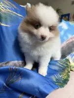 MILO (BLUE EYES) ❤️, a male Pomeranian for sale in Saint Louis, MO – 6 of 9
