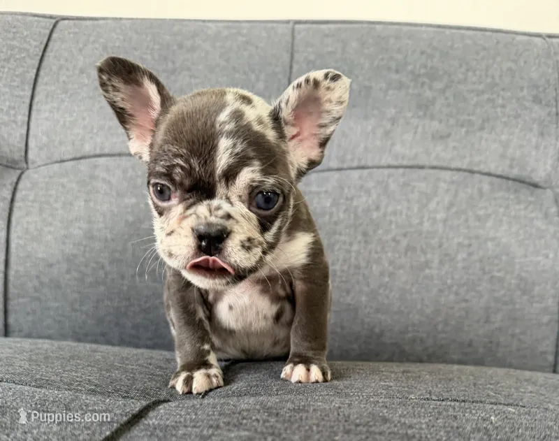 FENDI FLUFFY CARRIER AKC BLUE EYES 😍 – French Bulldog puppy for sale in Saint Louis, MO