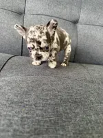 ACE FLUFFY CARRIER AKC BLUE EYES 👑 , a male French Bulldog for sale in Saint Louis, MO – 8 of 10
