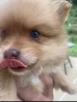 ZEUS (GREEN EYES)❤️, a male Pomeranian for sale in Saint Louis, MO – 5 of 10