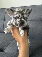 ACE FLUFFY CARRIER AKC BLUE EYES 👑 , a male French Bulldog for sale in Saint Louis, MO – 1 of 10