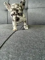 ACE FLUFFY CARRIER AKC BLUE EYES 👑 , a male French Bulldog for sale in Saint Louis, MO – 9 of 10