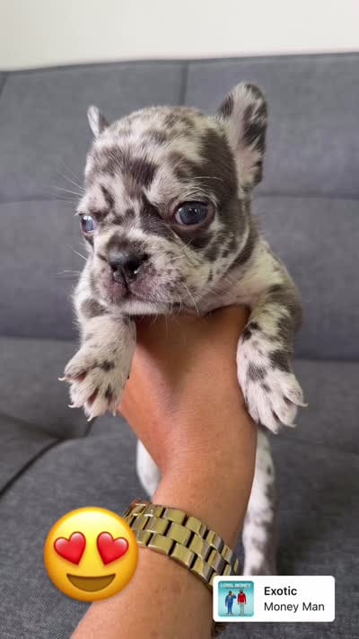 ACE FLUFFY CARRIER AKC BLUE EYES 👑 , a male French Bulldog for sale in Saint Louis, MO – 10 of 10