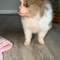 Kingston , a male Pomeranian for sale in Saint Louis, MO – Photo 7 of 8