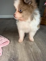 Kingston , a male Pomeranian for sale in Saint Louis, MO – Photo 7 of 8