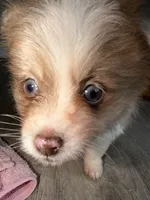 Kingston , a male Pomeranian for sale in Saint Louis, MO – Photo 2 of 8