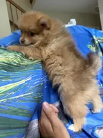 ZEUS (GREEN EYES)❤️, a male Pomeranian for sale in Saint Louis, MO – 9 of 10