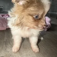 Kingston , a male Pomeranian for sale in Saint Louis, MO – Photo 8 of 8