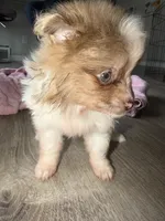 Kingston , a male Pomeranian for sale in Saint Louis, MO – Photo 8 of 8