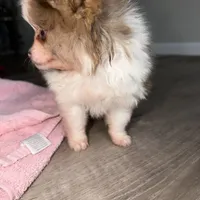 Kingston , a male Pomeranian for sale in Saint Louis, MO – Photo 5 of 8