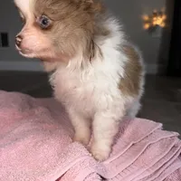 Kingston , a male Pomeranian for sale in Saint Louis, MO – Photo 6 of 8