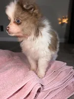 Kingston , a male Pomeranian for sale in Saint Louis, MO – Photo 6 of 8