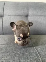 TANK FLUFFY CARRIER AKC 👑 , a male French Bulldog for sale in Saint Louis, MO – 8 of 10