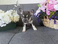 TANK FLUFFY CARRIER AKC 👑 , a male French Bulldog for sale in Saint Louis, MO – 3 of 6